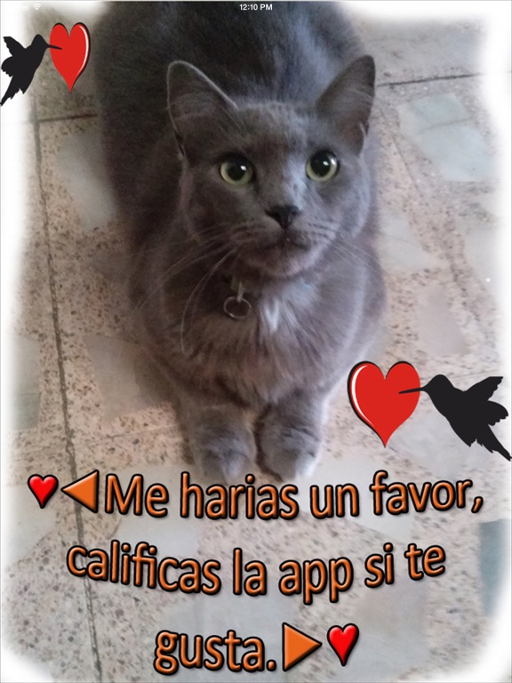 imagenes tiernas con frases de amor gratis iPad screenshot