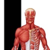 Muscle Premium - Human Anatomy, Kinesiology