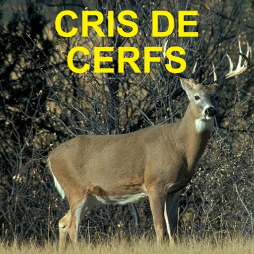 Cris Et Sons De Cerfs Pour La Chasse