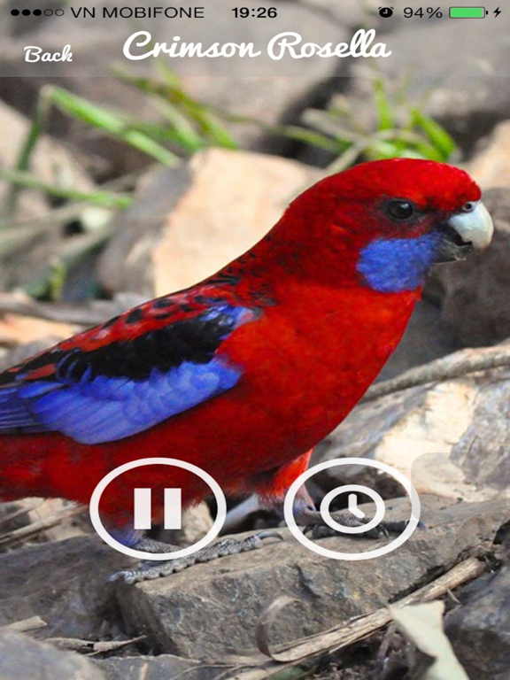 Screenshot #6 pour Parrot Sounds - Cockatoo,Caique,Kakariki
