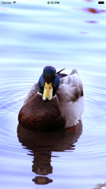 Learn and Go Animals screenshot-3