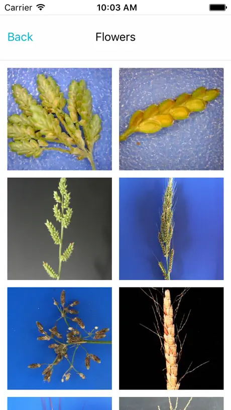 Weed Identifier