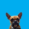 Otis - Cute and Funny Bulldog Stickers