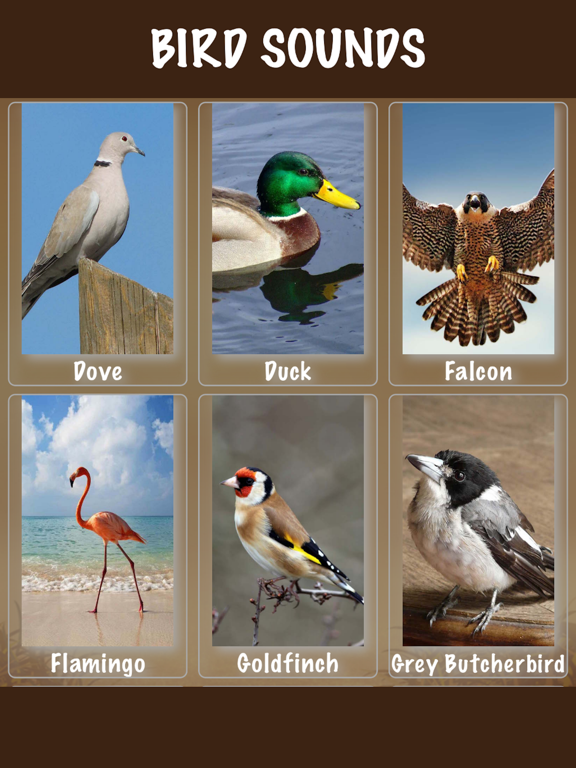 Screenshot #6 pour Bird Soundx