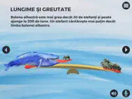 Balene si delfini ipad bilder 3