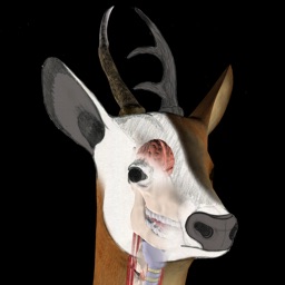 Deer Anatomy