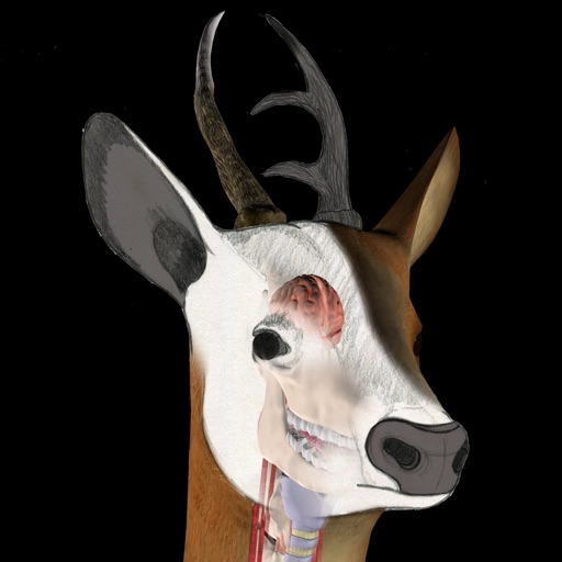 Deer Anatomy