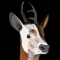 Explore the anatomy of a roe deer in 3D