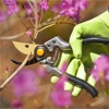 How to Prune Guide and Tutorials-Pruning Tips