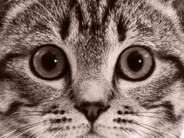 Here at last an amazing stickers of the most beautiful cats for your iPhone