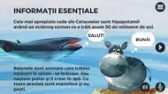 Balene si delfini iphone bilder 0