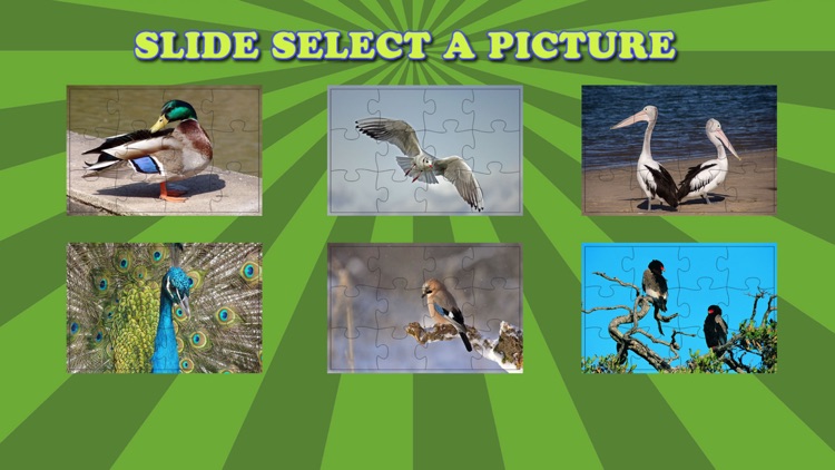 Birds Jigsaw Puzzles For Kids