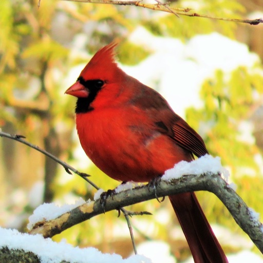 Cardinal Bird Songs icon