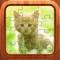 Cat Kitten Pet Baby Jigsaw Puzzles Games for Kids