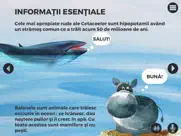 balene si delfini ipad resimleri 1