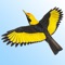 The foremost field guide to Australian birds is now available on the iPhone, iPod Touch and iPad with a comprehensive collection of bird calls