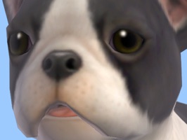 Who loves Bulldog Puppies
