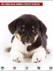 perro que habla ipad capturas de pantalla 2