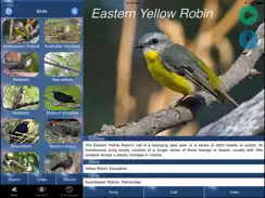 Bird Song Id Australia - Automatic Recognition iPad image 1