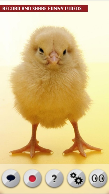 A Talking Chick