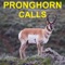 Want an affordable pronghorn sounds and pronghorn calls
