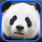 Top 40 Games Apps Like Small Animal Research:my new born care - Best Alternatives