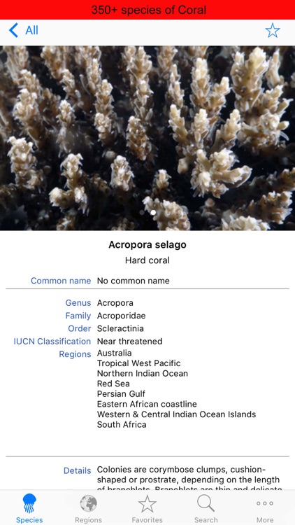 Corals, by Reef Life