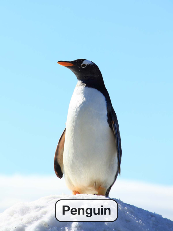 Toddler Games: Kids, Baby Learning Flashcards Free iPad screenshot 4 - Games app