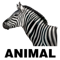 Animal Flashcard