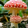 Mushrooms - Gallery