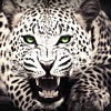 Animal Wallpapers & Backgrounds