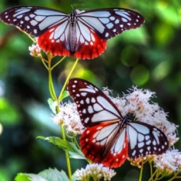 Butterfly Wallpapers(HD)-Best Backgrounds & Themes