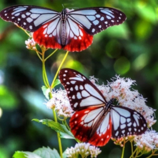 Butterfly Wallpapers(HD)-Best Backgrounds & Themes iOS App