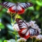 Butterfly Wallpapers(HD)-Best Backgrounds & Themes