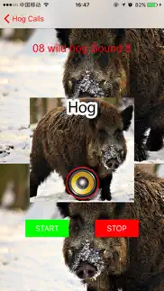 real hog hunting calls & sounds iphone screenshot 3
