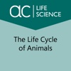 The Life Cycle of Animals