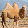 Kids Learning Games Camel Puzzles Jigsaw