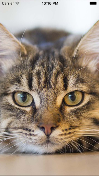 Screenshot #1 pour Kitten Sounds – Cat Meow Sound
