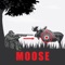 Make the perfect shot moose hunting