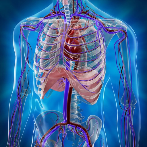 Human Anatomy Position