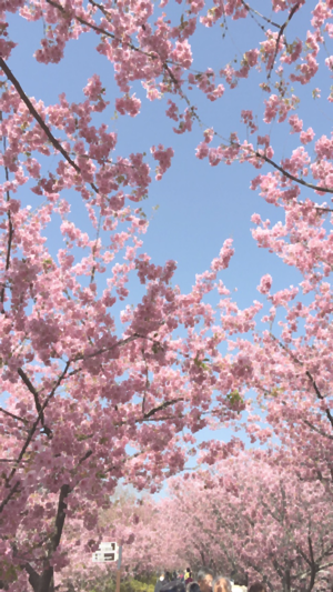 Camera 4 LandScape 2(圖2)-速報App