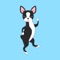 Boston Terrier Shuffle is an adorable  Boston Terrier  puzzle  game