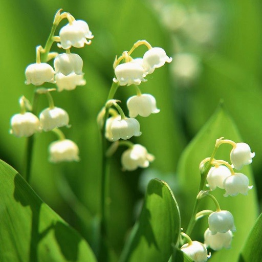 兰花大全 各种兰科植物by Muhua Qi 兰花大全 各种兰科植物by Muhua Qi