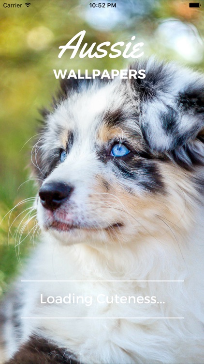 Aussie Wallpapers - Cute Australian Shepherds