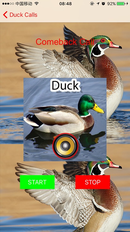 Real Duck Hunting Calls & Sounds