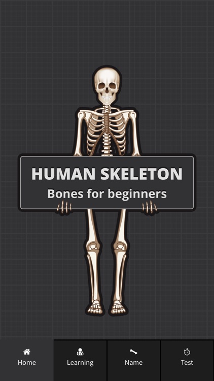 Human Skeleton: Bones for beginners
