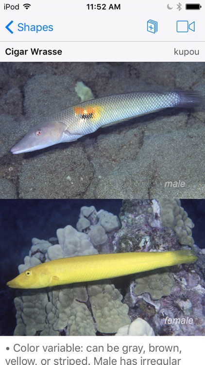 Snorkel Fish Hawaii for iPhone screenshot-3