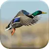 Duck Hunting Calls New contact information