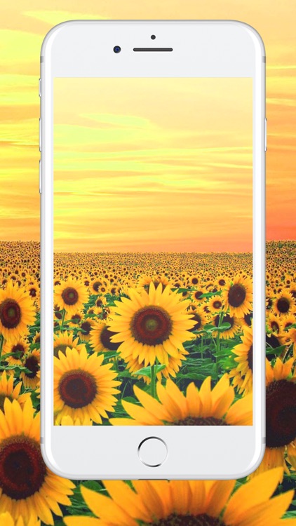 HD Wallpapers & Backgrounds Themes For iPhone iPad