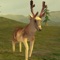 Icon 3D Deer Hunt King